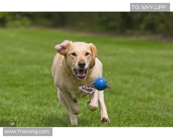 多特蒙德今日状态爆棚，全场最佳当之无愧！